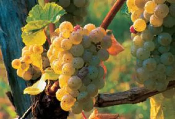 Bild: La Rioja: Wo Spaniens berühmter Wein gedeiht