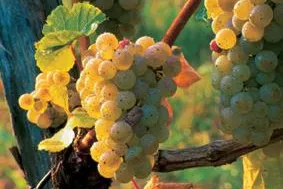 Bild: La Rioja: Wo Spaniens berühmter Wein gedeiht