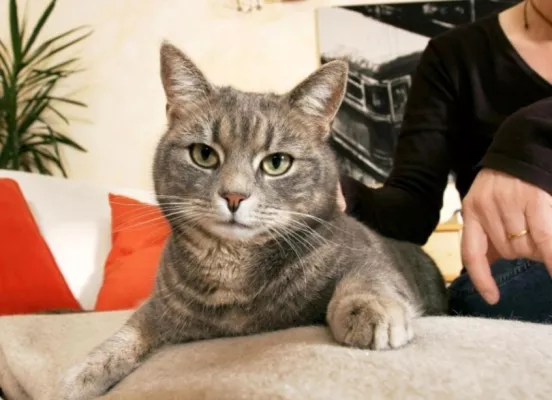 Bild: Katzen - Kaum Lust zu spielen deutet auf chronische Niereninsuffizienz - biologische Therapie sehr erfolgreich