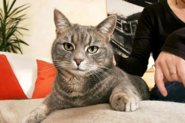 Bild: Katzen - Kaum Lust zu spielen deutet auf chronische Niereninsuffizienz - biologische Therapie sehr erfolgreich