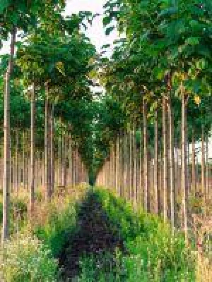 Paulownia Bäume gehören zu den wertvollen, schnellwachsenden Edelholzbäumen