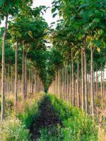 Bild: Paulownia - Edelholz - eine renditestarke und sichere Geldanlage