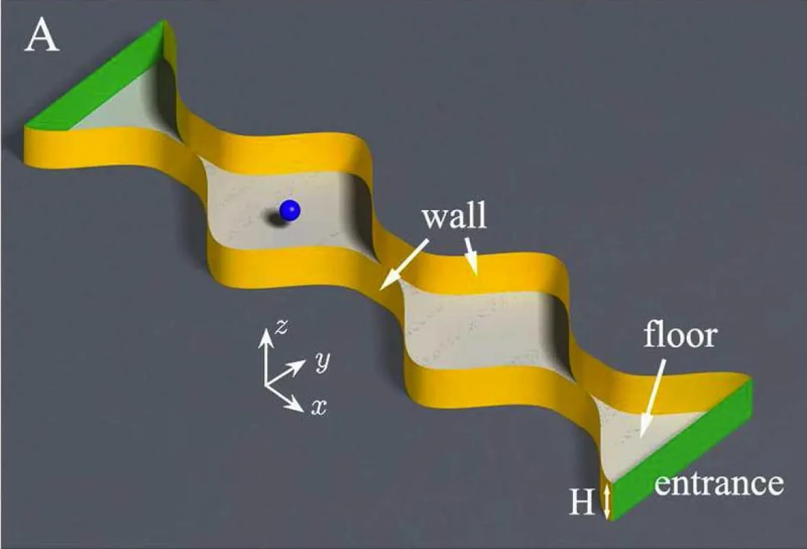 Schematische Darstellung eines gewellten Kanals mit einem darin diffundierenden kugelförmigen Brownschen Kolloidteilchen. (© Universität Augsburg (IfP)/PNAS )