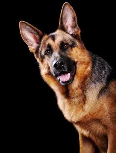 Bild: Hundeerlebnistage im Weltkulturerbe Bamberg - 5000 Hundefreunde werden am 26. und 27.April in Bamberg erwartet