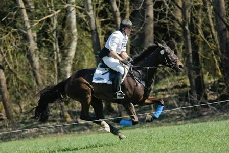 Bild: Kreuther Frühling: Olympiareiter hautnah verfolgen