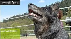 Bild: GASSI-TV Player