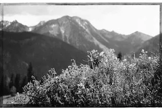 Gesundes Grün – von der Bergwiese in den Blumentopf Bild: Gesundes Grün – von der Bergwiese in den Blumentopf