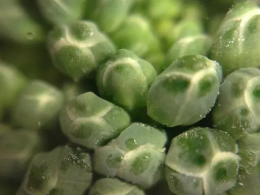 Bild: Portal für kostenlose Mikroskopie-Fotos eröffnet