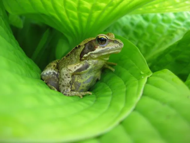 Bild: Ein Juwel feiert seinen 2. Geburtstag – Das Deutsche-Garten-Forum