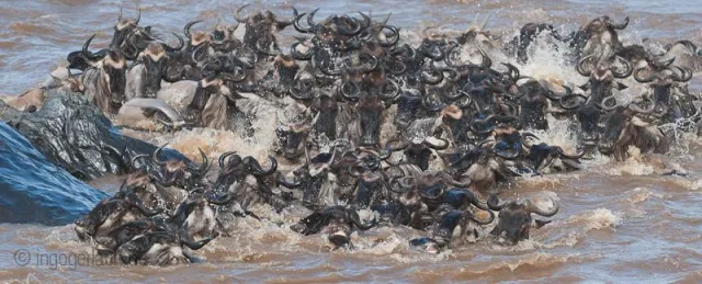 Bild: Erleben Sie „The Sound of Nature“ in der Maasai Mara/Kenia