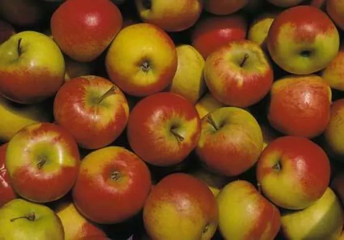 Bild: Deutschlands bedeutendste Apfelsorte