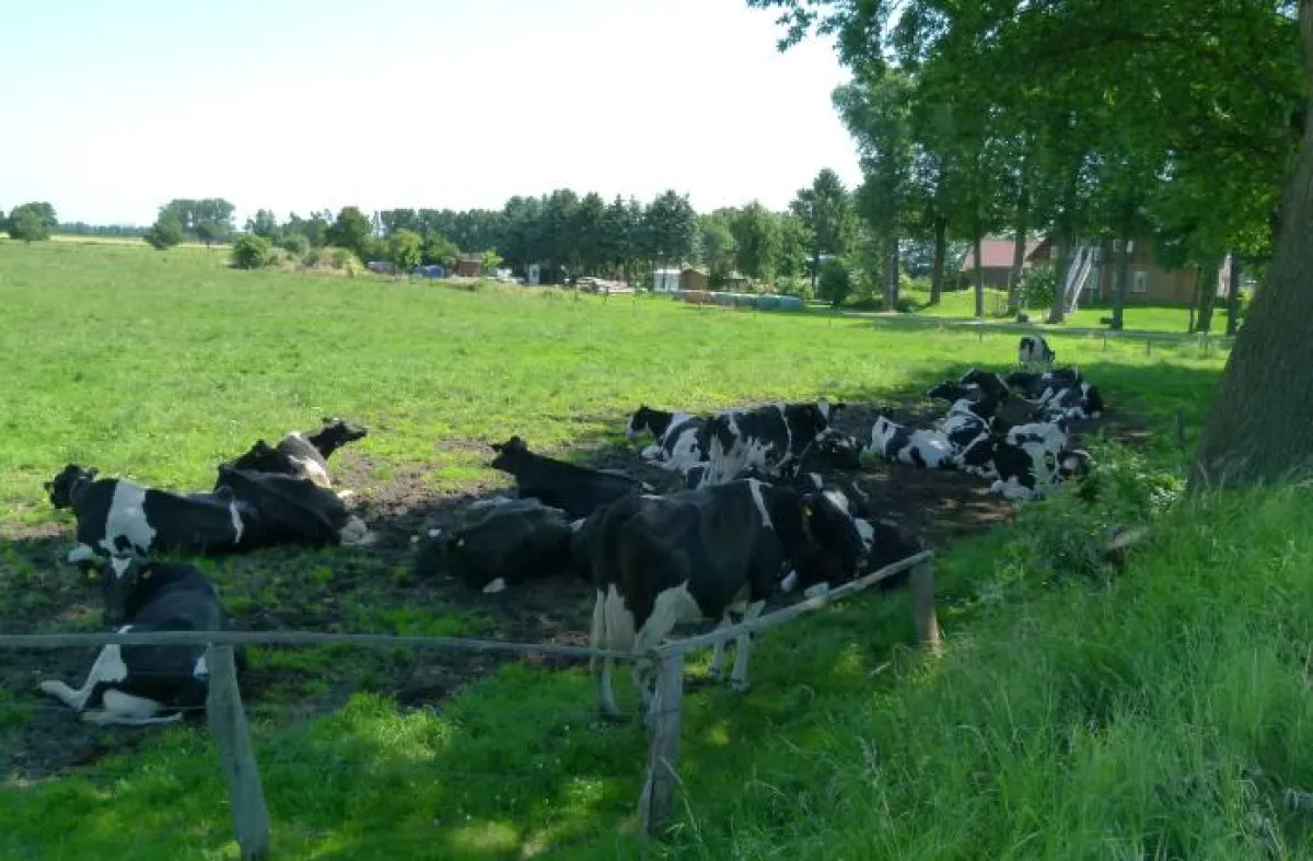 Diese Milchkühe haben einen verantwortungsbewussten Besitzer, denn ihre Weide bietet ihnen Schatten