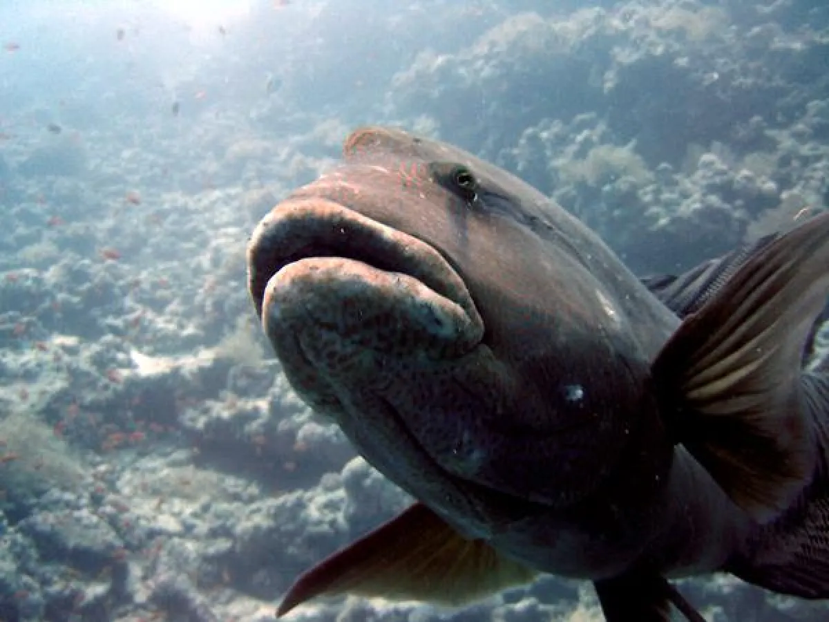 Einer der Schützlinge der Bayerischen Flossenkuschler - der Napoleon-Lippfisch