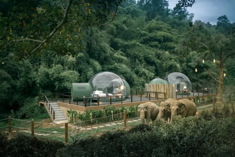 Wo sich Elefant und Urlauber gute Nacht sagen Bild: Wo sich Elefant und Urlauber gute Nacht sagen