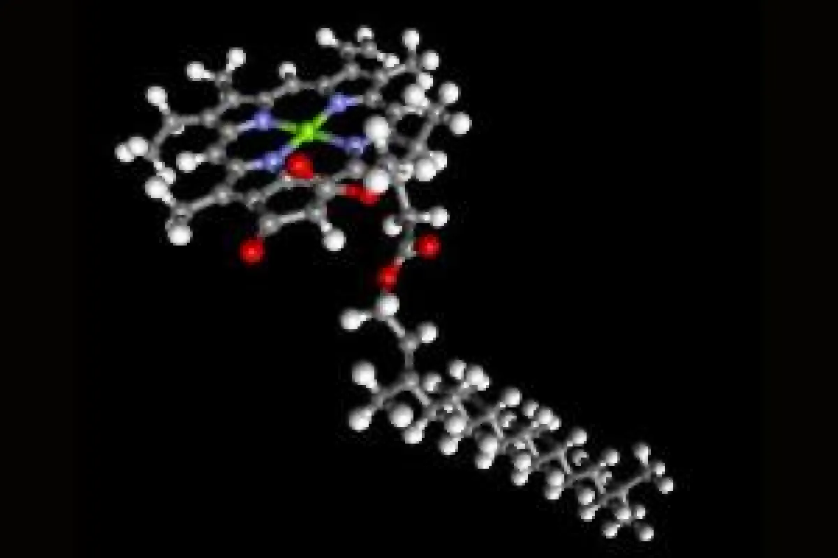Das Molekül im kulinarischen Fokus