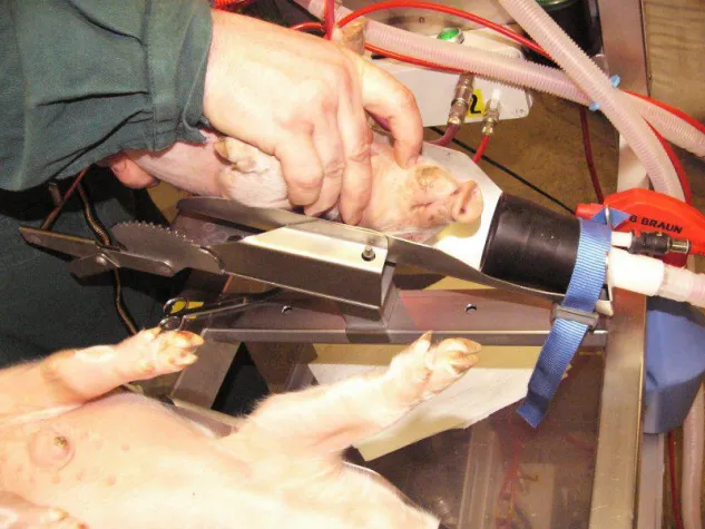 Bild: Ministerin Barbara Klöckner läutet das Ende der betäubungslosen Ferkelkastration ein!