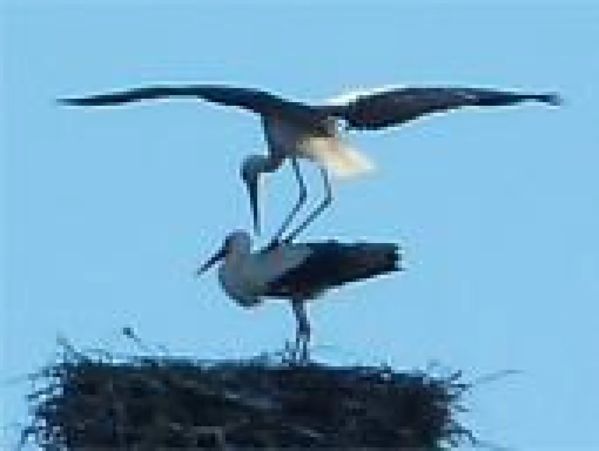 Birdwatching rund um Linum: Mit Rad und Kanu am schönsten!