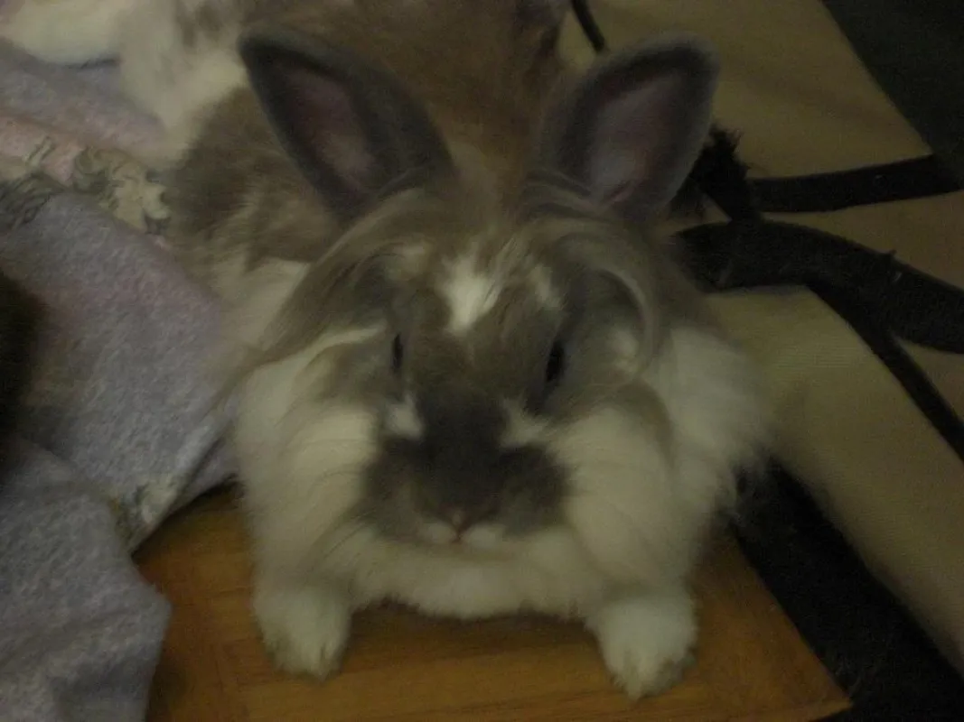 Nur ein gesundes Kaninchen ist fit.