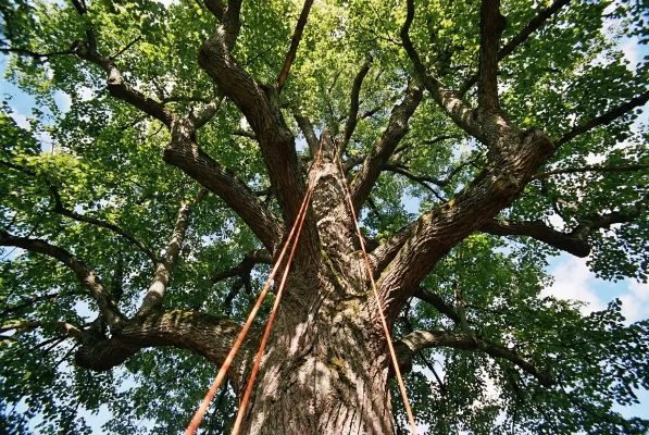 Bild: Leistungen der Baumpflege Sausen aus Hamburg für verkehrssichere Bäume