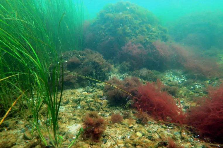Bild: Neues Leben für Steinriffe in der Ostsee