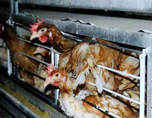 Deutscher-Tierhilfe-Verband: Zu Ostern gilt: Augen auf beim Eierkauf Bild: Deutscher-Tierhilfe-Verband: Zu Ostern gilt: Augen auf beim Eierkauf