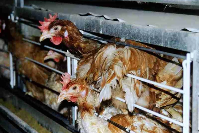 Bild: Deutscher-Tierhilfe-Verband: Zu Ostern gilt: Augen auf beim Eierkauf