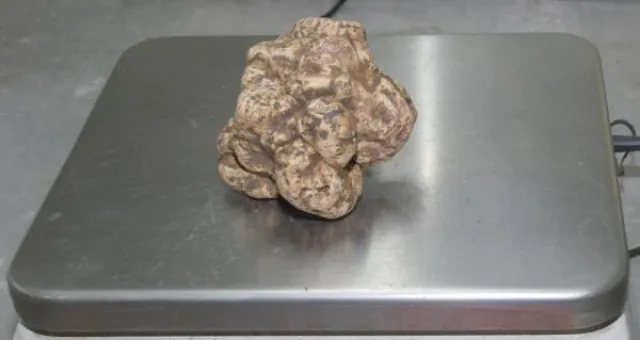 Bild: Riesen-Alba-Trüffel steht zur Versteigerung