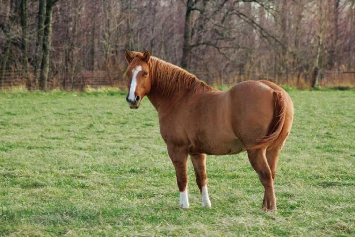 Dieses Pferd ist zu dick