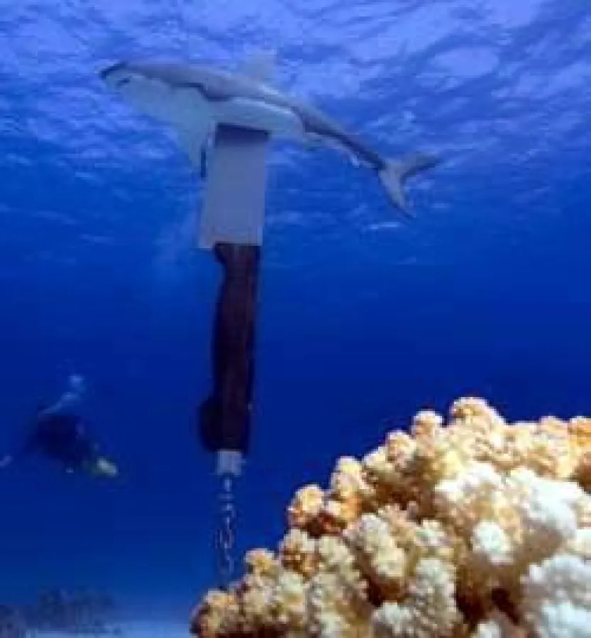 Das Shark-Monument im Roten Meer