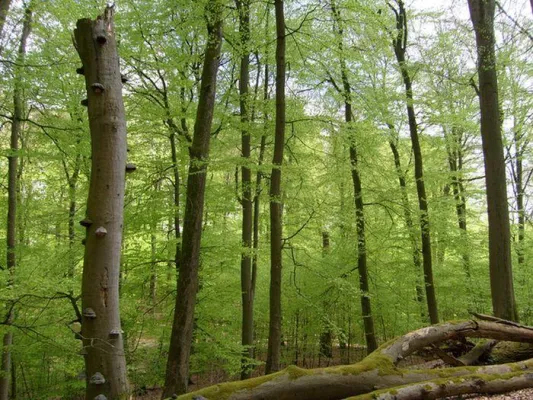 Bild: UNESCO Weltnaturerbe – Buchenwälder der Nationalparke Müritz und Jasmund nominiert