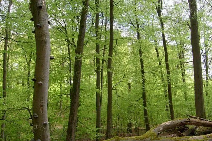 UNESCO Weltnaturerbe – Buchenwälder der Nationalparke Müritz und Jasmund nominiert Bild: UNESCO Weltnaturerbe – Buchenwälder der Nationalparke Müritz und Jasmund nominiert