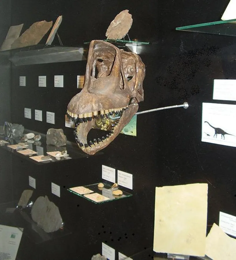 Europasaurus holgeri. Auch für Ihn können Sie Pate werden und damit die erdgeschichtlichen Ausstellungen tatkräftig unterstüzen.