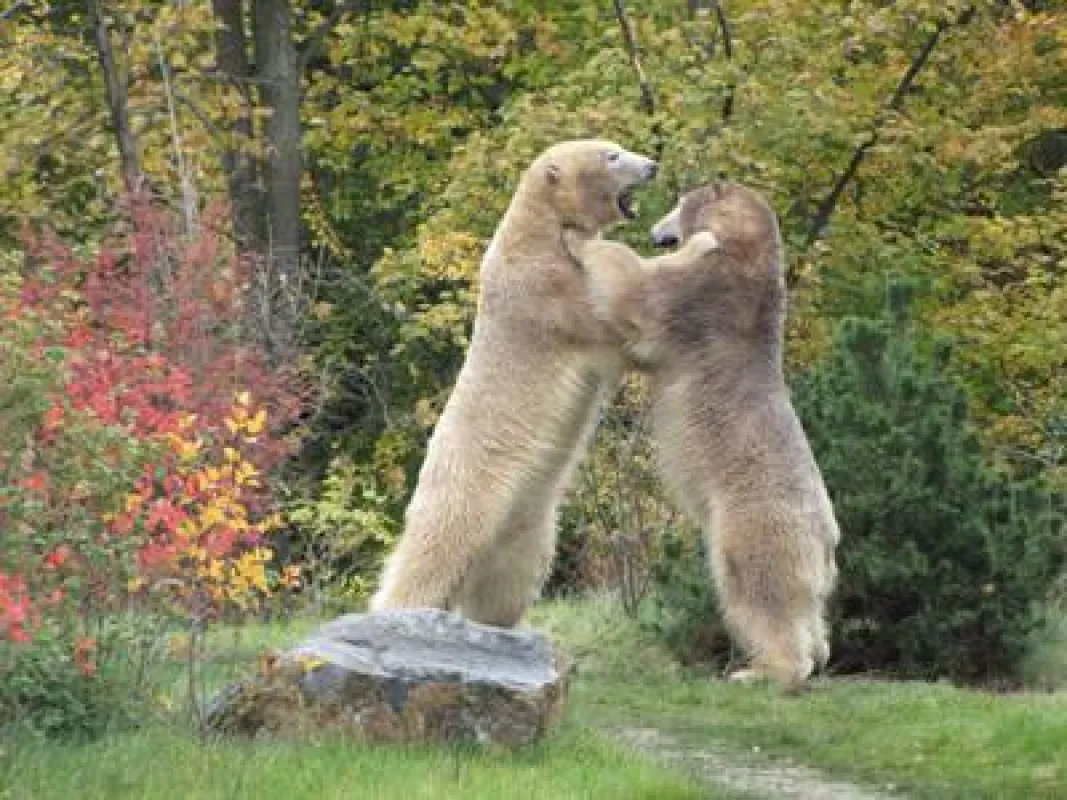 Eisbären, Tiger, Wölfe und kleine Pandas werden jetzt erst richtig aktiv!