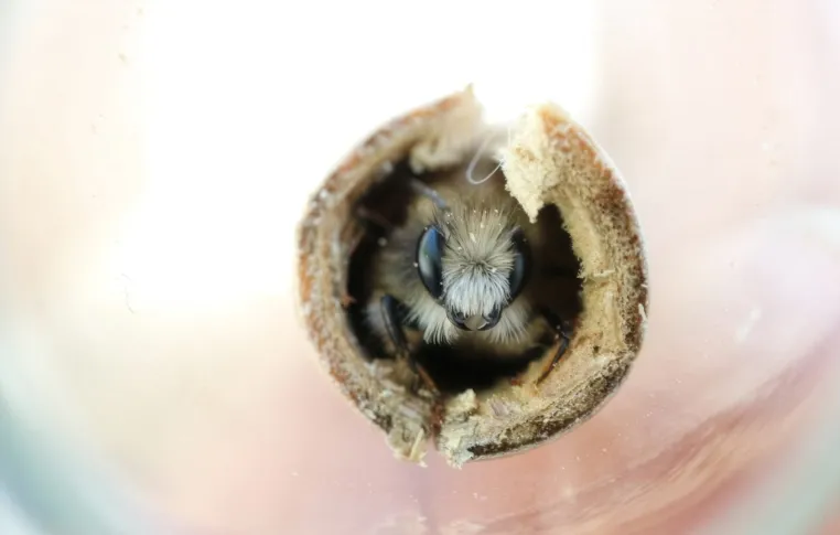 Bild: Klimaerwärmung verändert den Schlupfzeitpunkt von Bienen und Wespen