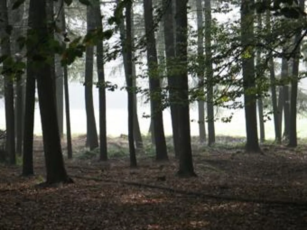 Haard-Wald bei Datteln