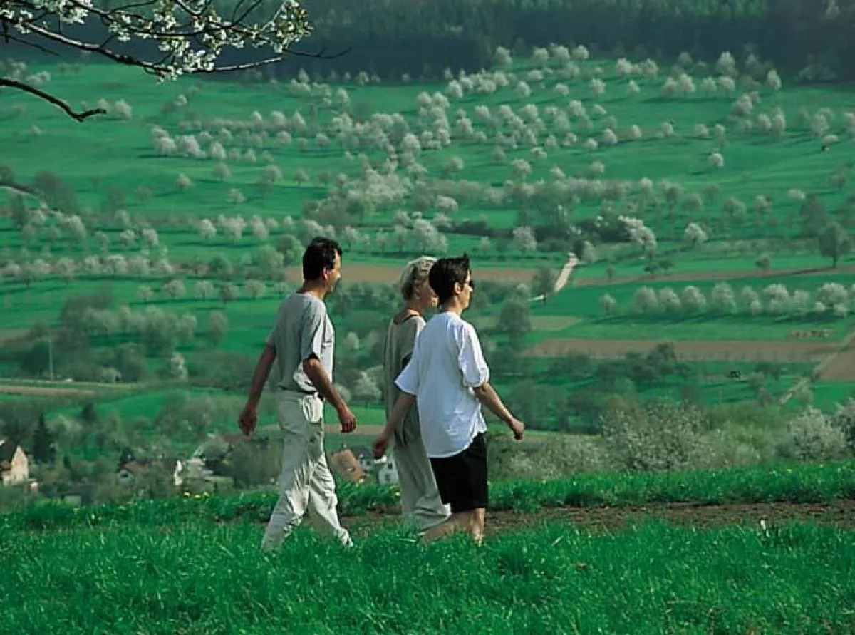 Wandern im Eggenertal - wenn Tausende Kirschbäume ihre Blütenpracht entfalten, wird das Wandern am Fuße des Hochblauens ein wahrerer Genuss.