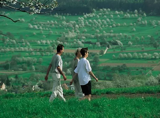 Bild: Frühlingserwachen im Markgräflerland