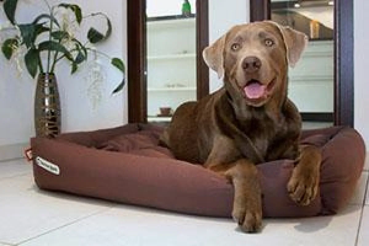 Doctor Bark Einlegekissen