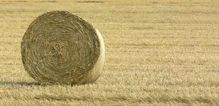 Bild: Eine Dithmarscher Heurolle in New York