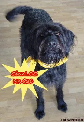 Bild: ENGAGIERTE TIERSCHÜTZER GESUCHT - jetzt bewerben für ein Jahr kostenlose Pressearbeit