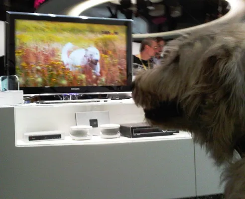 Bild: Eamon, Senderchef von TIER.TV, besucht als erster Hund die IFA
