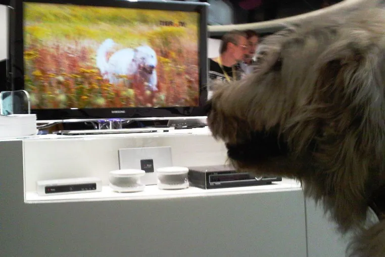 Eamon, Senderchef von TIER.TV, besucht als erster Hund die IFA Bild: Eamon, Senderchef von TIER.TV, besucht als erster Hund die IFA