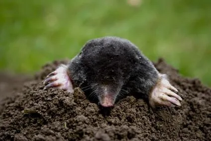 Bild: Vorsicht, Maulwurf - Nicht jeder Gartenwühler ist ein Schädling