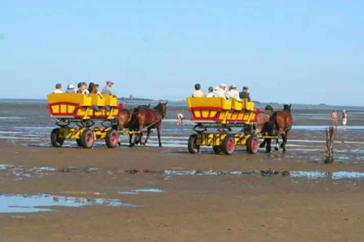 Bild: Der Natur ganz nah: Erlebnis Wattenmeer