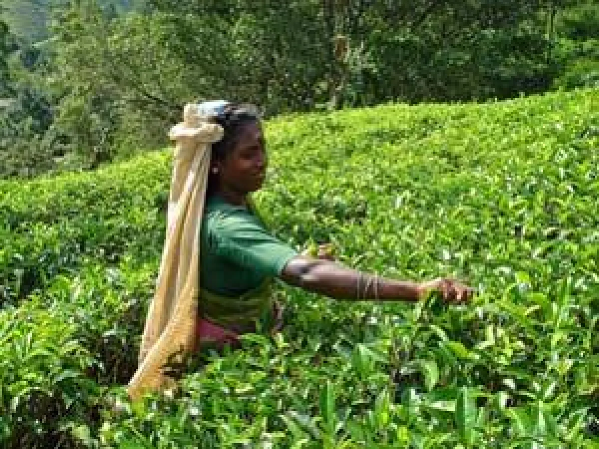 Teeherstellung bei der Sri Lanka Reise kennen lernen.
