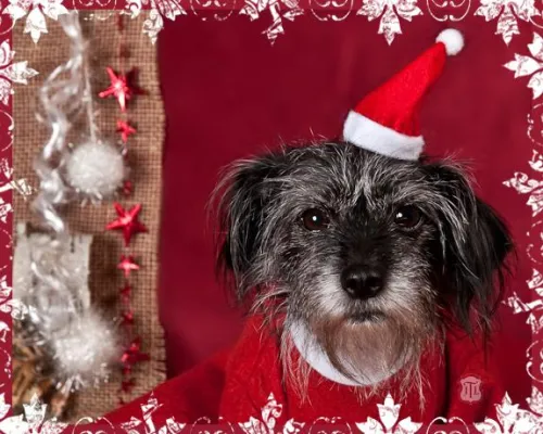 Bild: Alle Jahre wieder....Hundeweihnachtsshootings im Atelier Thun