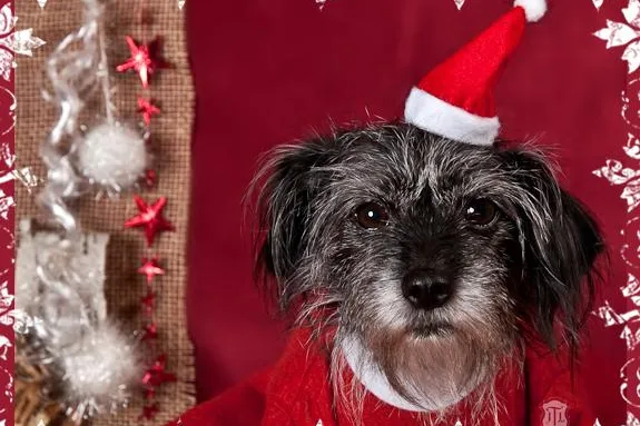 Bild: Alle Jahre wieder....Hundeweihnachtsshootings im Atelier Thun