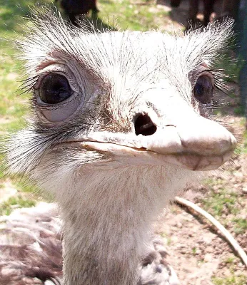 Bild: 1. Preis beim Gedichtwettbewerb des Merziger Tierparks für Marketingfachmann Rainer Prüm aus Merzig