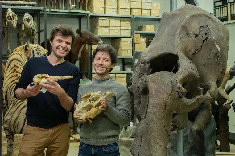 Bild: Was Knochen über das Riechen verraten: Neue Einblicke in die Evolution des Geruchssinns bei Säugetieren 