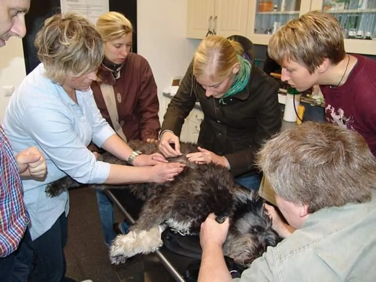 AVA-Workshop: klinische Untersuchung eines Hundepatienten